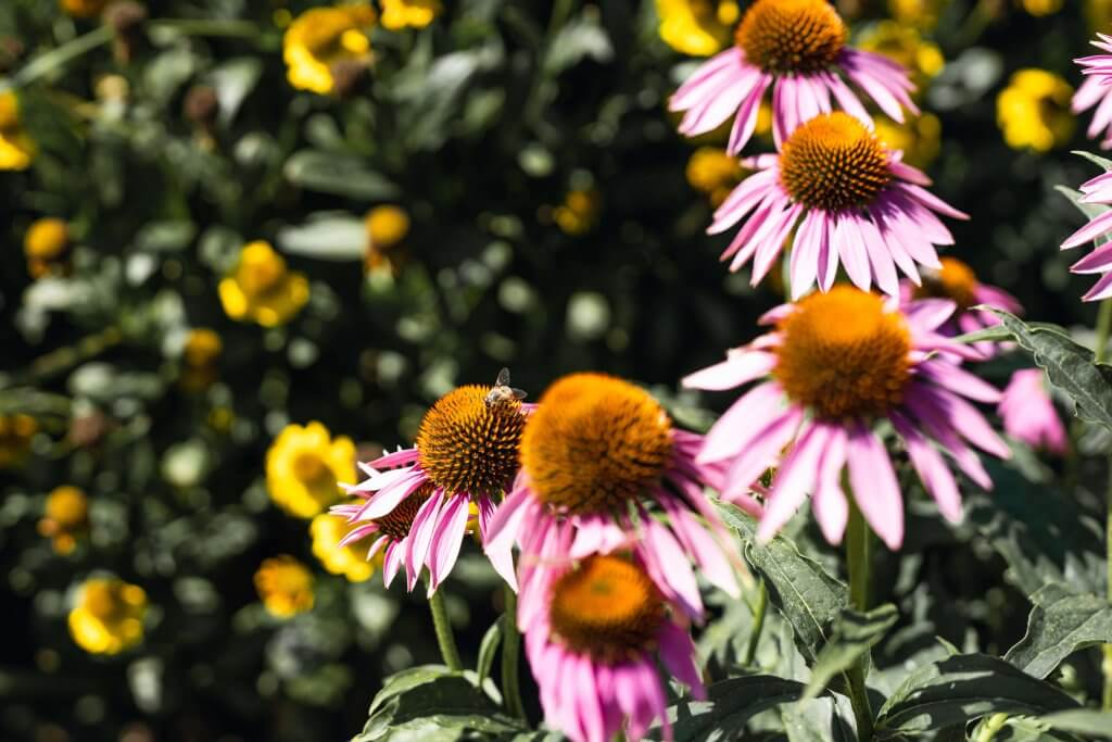 Photograph of flowers in the company flower bed